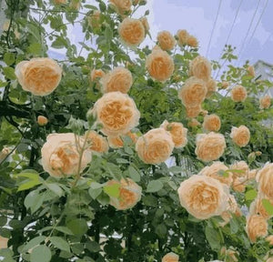 Imported Seeds Elegant Climbing Rose Flowers Seeds