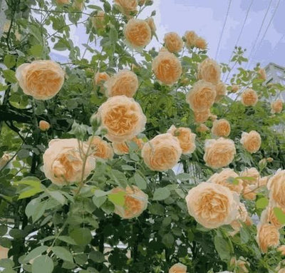 Imported Seeds Elegant Climbing Rose Flowers Seeds